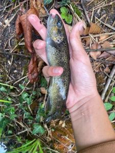 Brown Trout