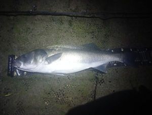 European Bass (Seabass)