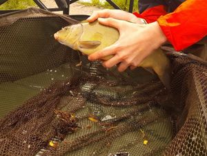 Tench