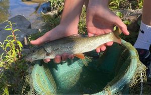 Barbel