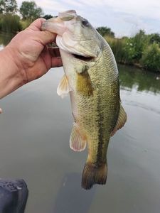 Smallmouth Bass