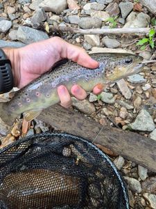 Brown Trout