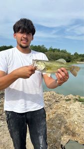 Largemouth Bass