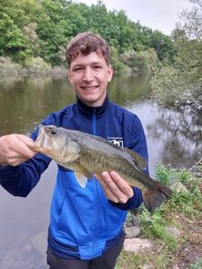 Largemouth Bass