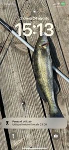 Zander