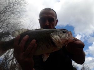 Largemouth Bass