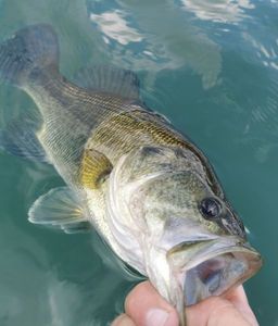 Largemouth Bass