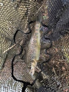Brown Trout