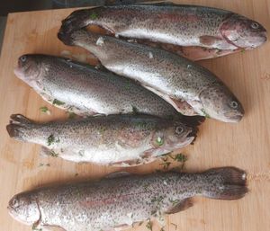 Rainbow Trout