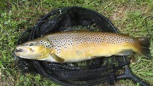 Brown Trout