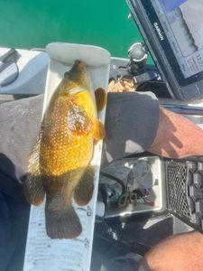 Ballan Wrasse