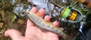 Brown Trout