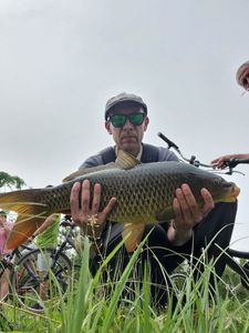 Common Carp