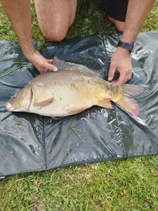 Mirror Carp