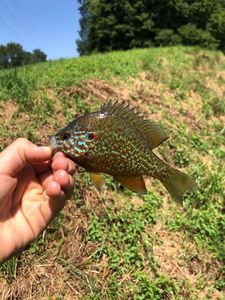 Green Sunfish
