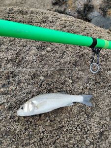 European Bass (Seabass)