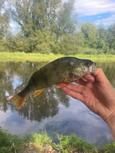 European Perch