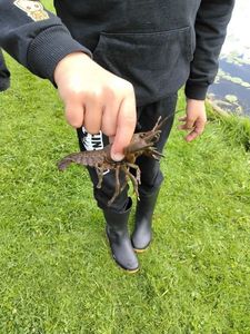 Spinycheek Crayfish