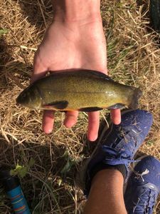 Tench