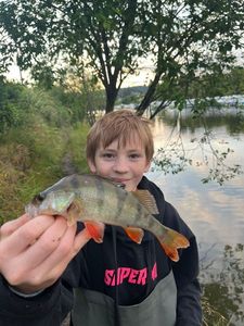 European Perch