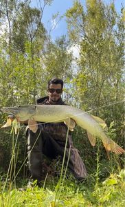 Northern Pike