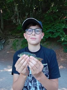 European Perch
