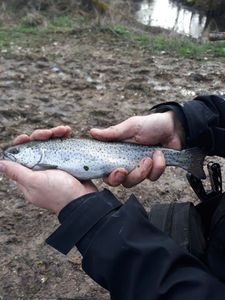 Rainbow Trout