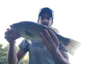 Largemouth Bass