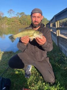 Largemouth Bass