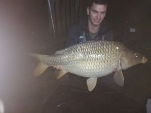 Common Carp
