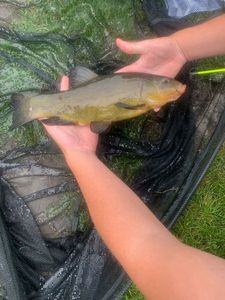 Tench