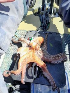 Common Octopus