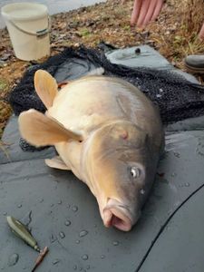 Leather Carp
