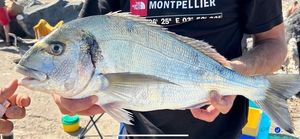Gilthead Seabream