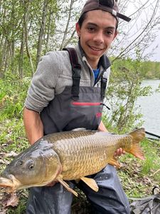 Common Carp