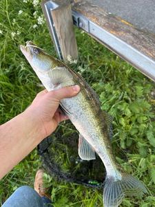 Zander