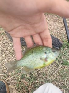 Green Sunfish