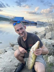 Catfish