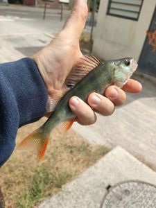 European Perch