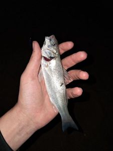 European Bass (Seabass)