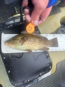Ballan Wrasse