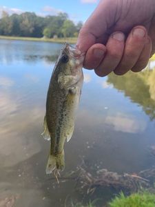 Largemouth Bass