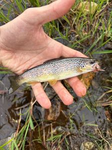 Brown Trout