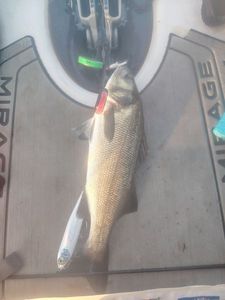 European Bass (Seabass)