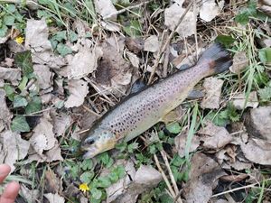 Brown Trout