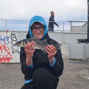 European Bass (Seabass)