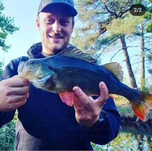 European Perch