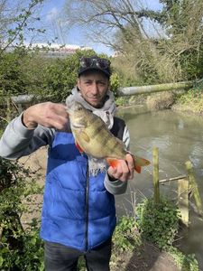 European Perch