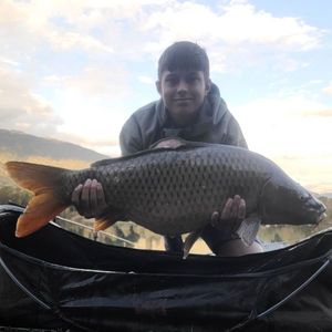 Common Carp