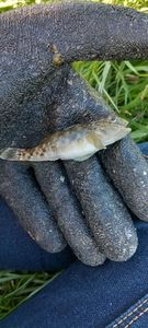 Round Goby